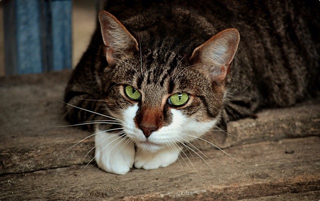 5 ошибок хозяина, которые сокращают жизнь домашней кошки