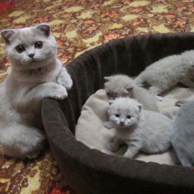 Эти забавные животные
