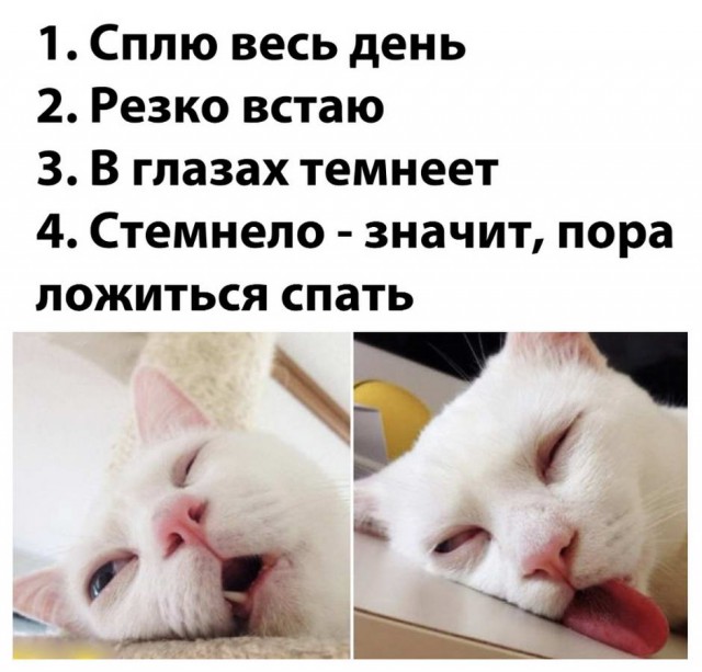 Бредзона 11.11.2020