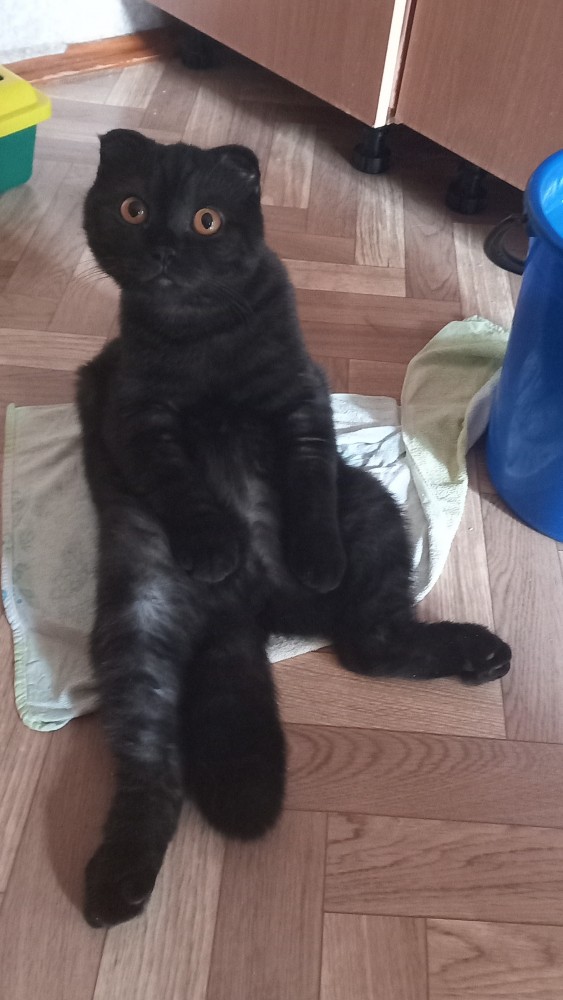 Хоба! Котовторник!