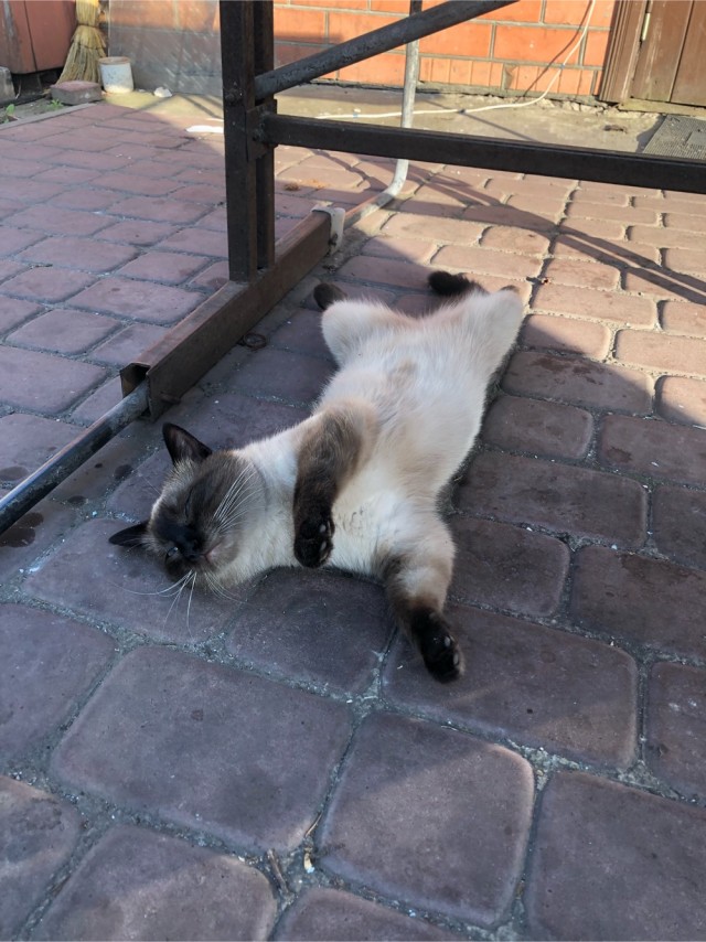 Погнали! С котовторником, други!