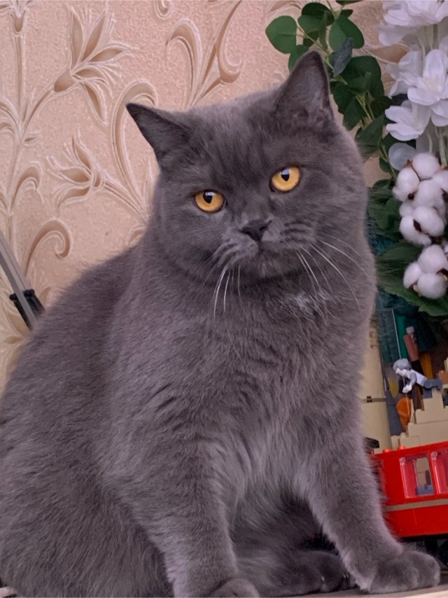 Котовторник (свои добавляем)
