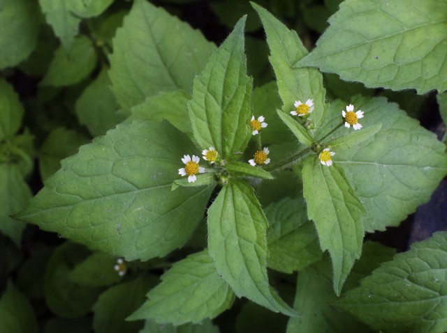 Осторожно: растения-агрессоры! Иноземные захватчики с других континентов