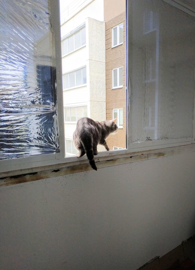 Котовторник