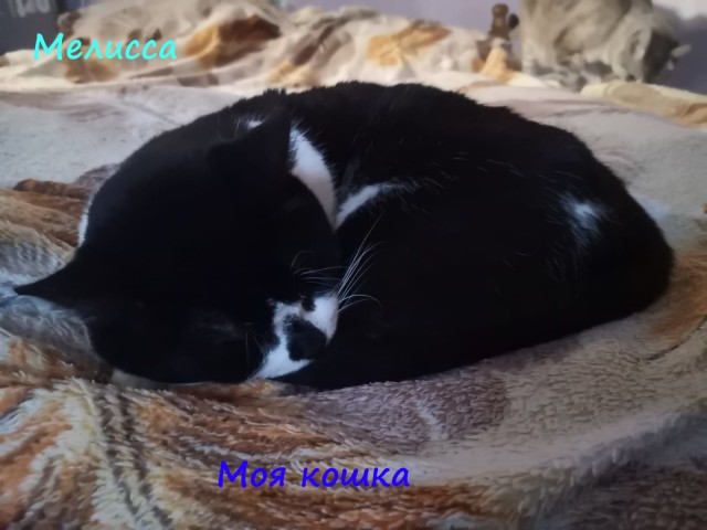 Жизнь домашнего приюта "Котоленд" 312