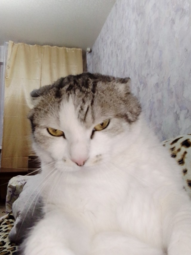 Котовторник 25.01.22