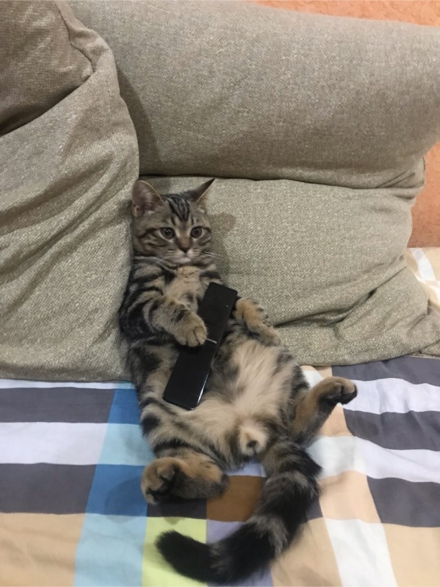 Котовторник. Февраль