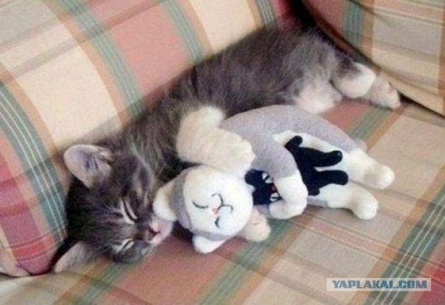 Котики в беде
