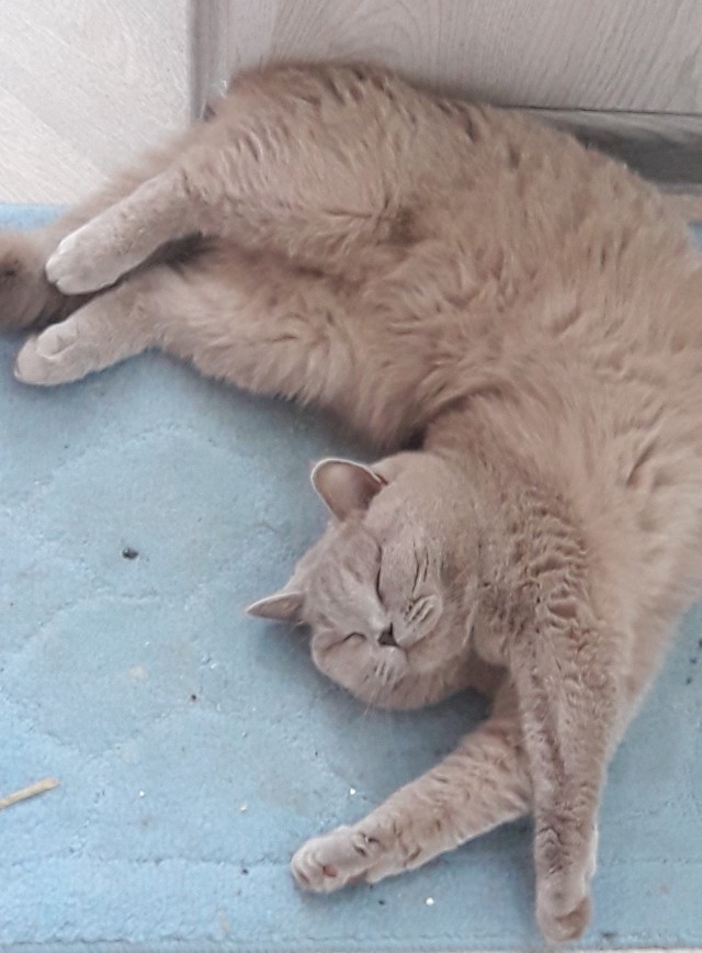 С праздником и котофторником!