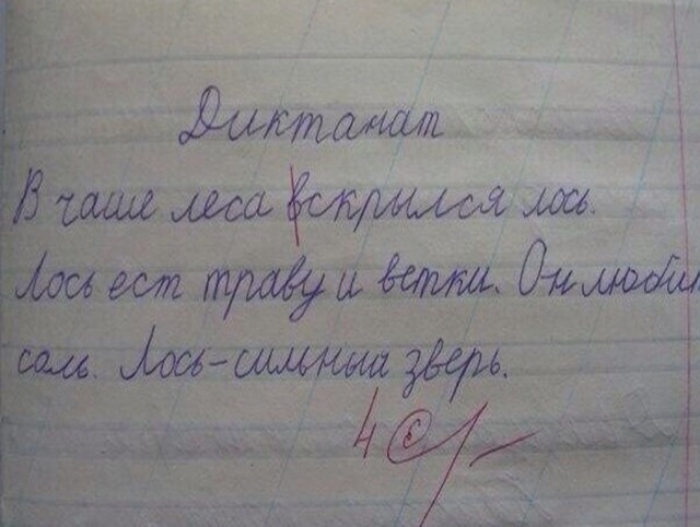 Вот это тяга к жизни! Эпичное видео сняли сотрудники Кроноцкого заповедника. Чтобы не стать обедом, лось укрылся в Тихом океане