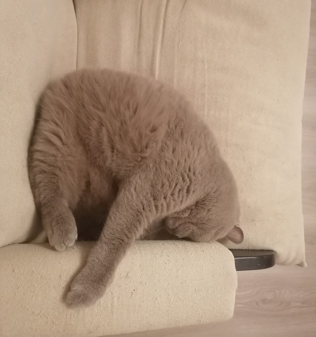 Котовторник 19.07.22