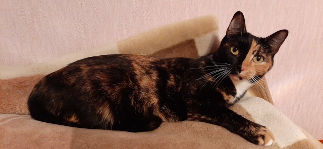 Котовторник 18.10.22