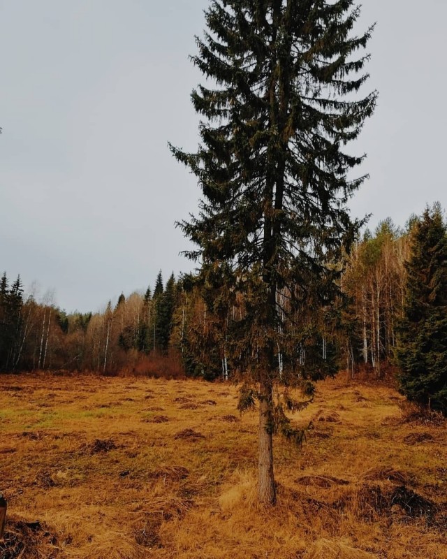 Красоты немного