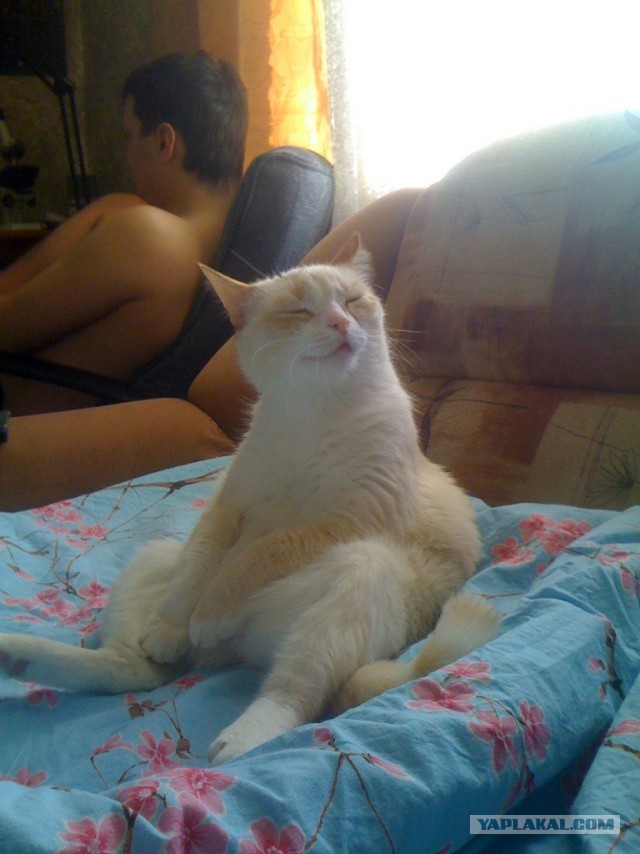 Котовторник 09.04.2013