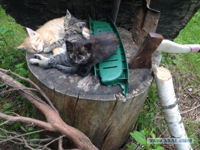 Котовторник для здорового мужика , и почему я плачу