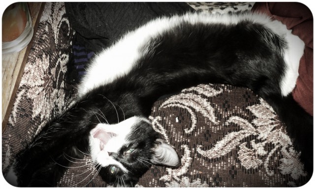 Котовторник 16.04.2013