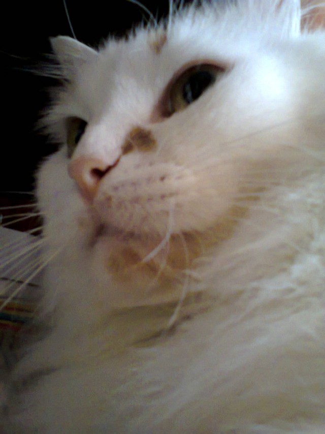 Котовторник 16.04.2013