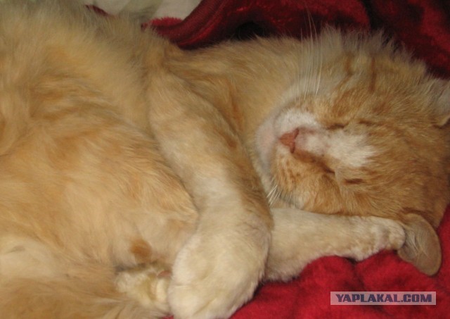 В автомобильном туннеле Мельбурна спасли котенка