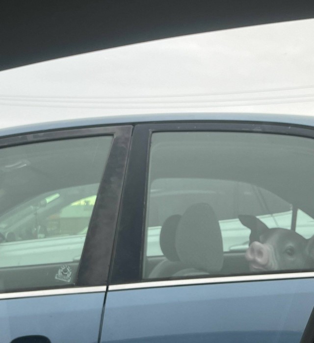 Подборка интересных и веселых картинок 12.02.24