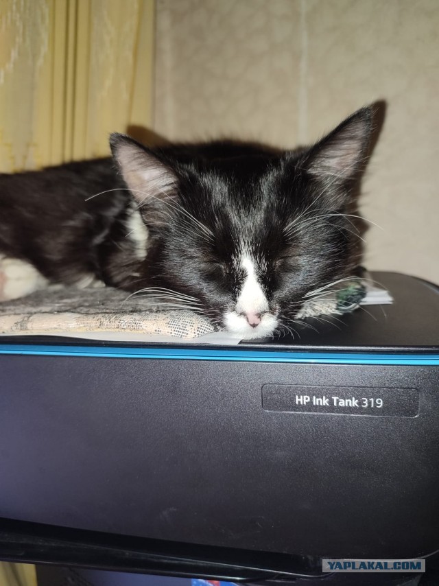 Котовторник уже пришёл?