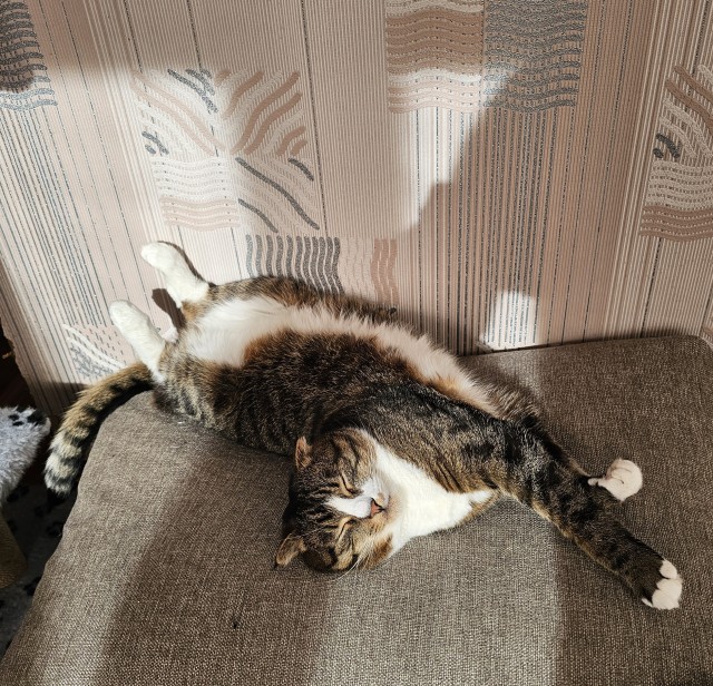 Всех с котовторником