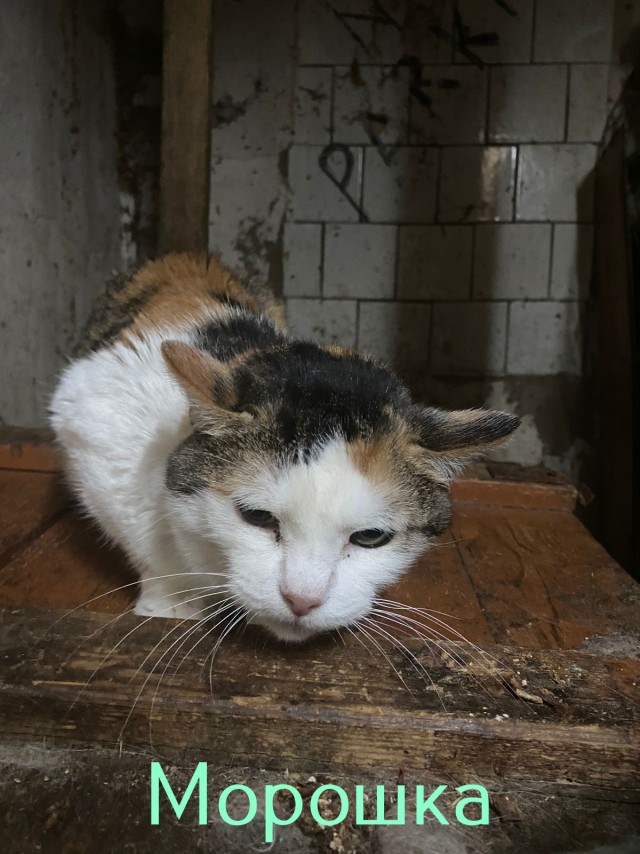 Жизнь домашнего приюта "Котоленд" 436