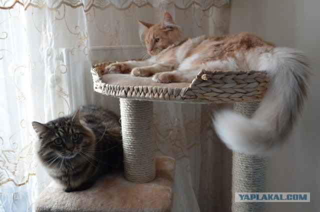Котовторник 21.05.2013