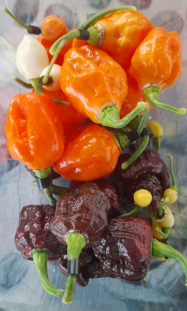 Перце-отчёт