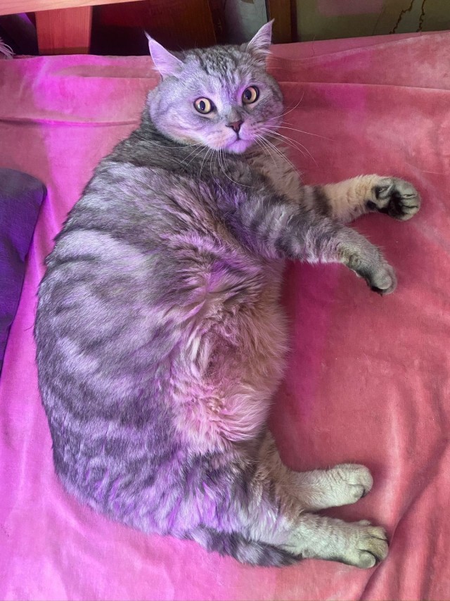 Котовтоник в картинках