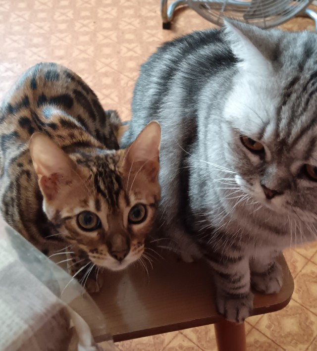 Принимайте в клуб! Котовторник же