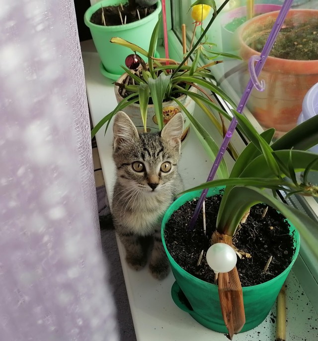 Начинаем котовторник