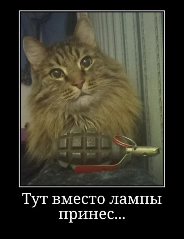 К котовторнику: подборка картинок-баянов с котиками и про котиков. Выпуск 19.