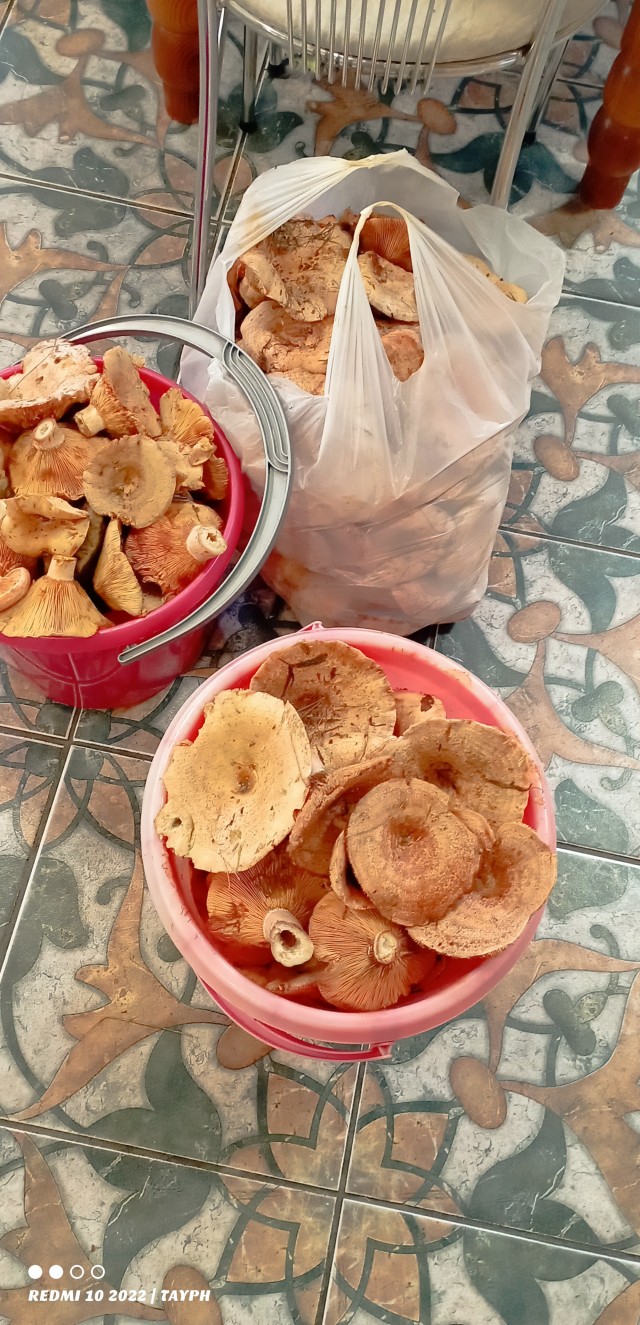 Рыжики( грибы).