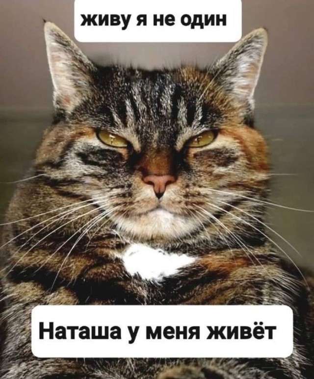 Картинки для деградации 41 (разной степени свежести)