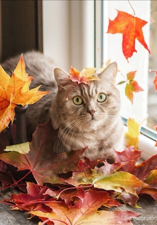 Осенний кот
