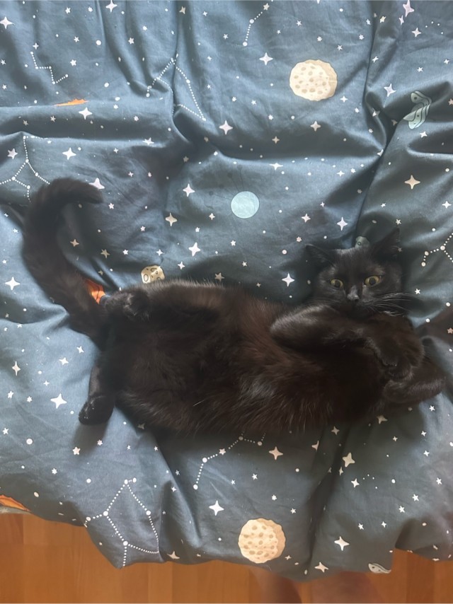 Чёрный котовторник