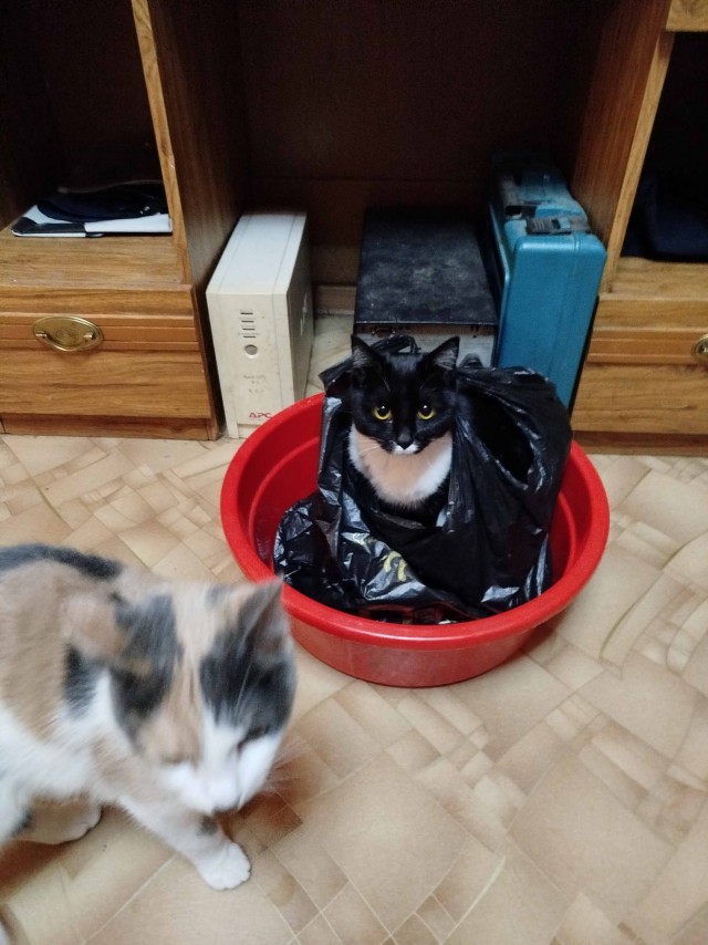 Ужасающий случай. Кошкин беспредел.