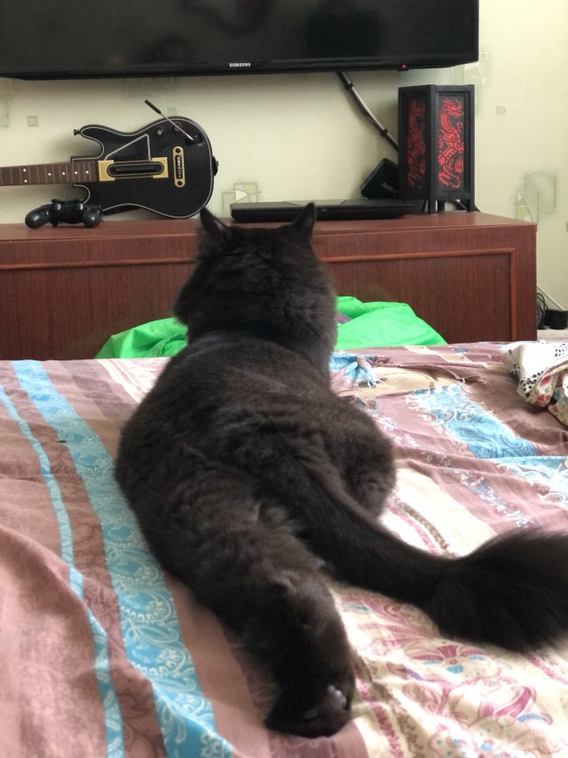 Дурацких фото котов тред