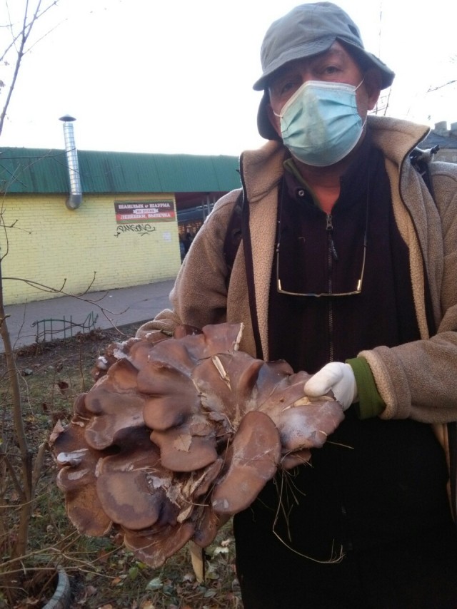 Городские древесные грибы