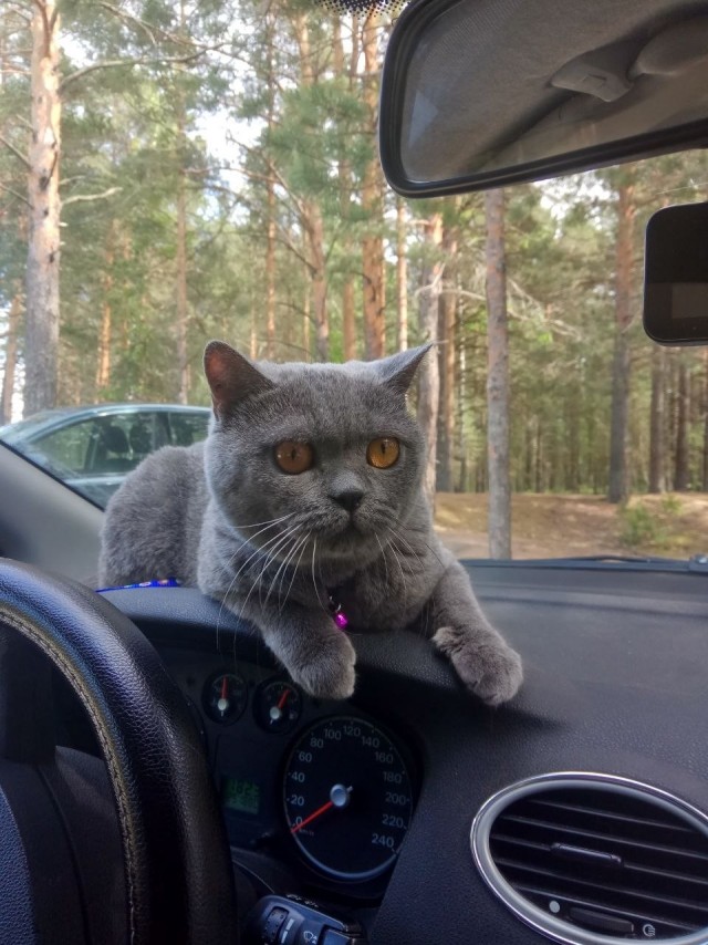 Ушёл на радугу