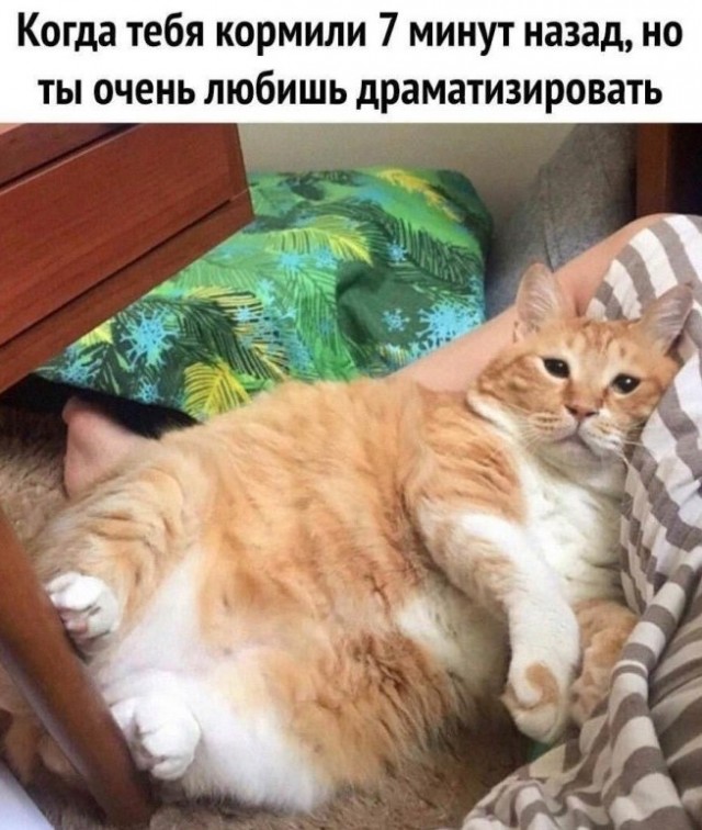 Пятничные бояны