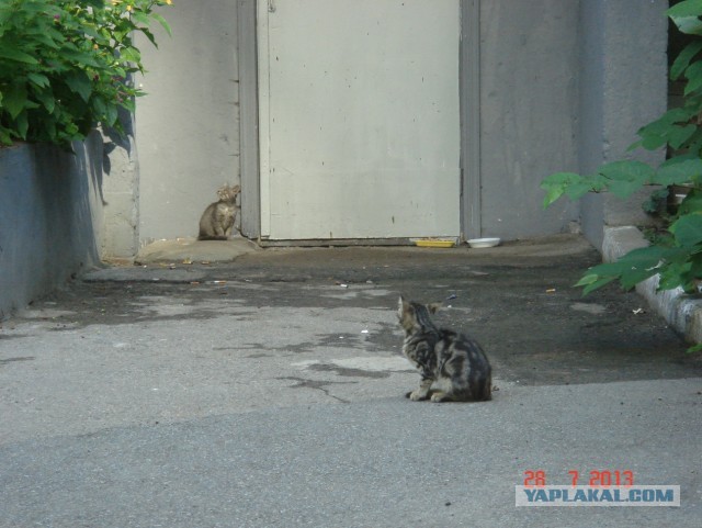Кошка с уникальной привязанностью к людям