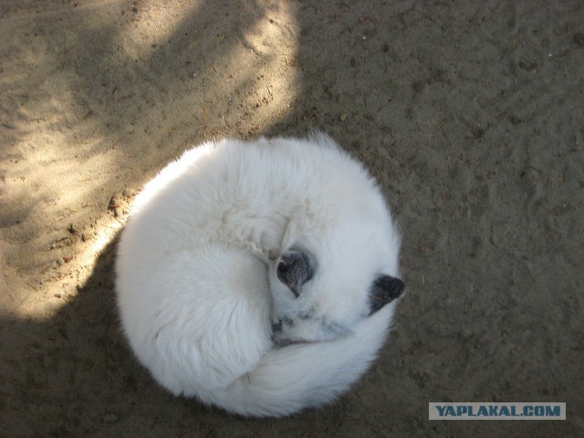 Кот в квадрате