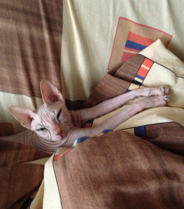 Котовторник 04.03.2014