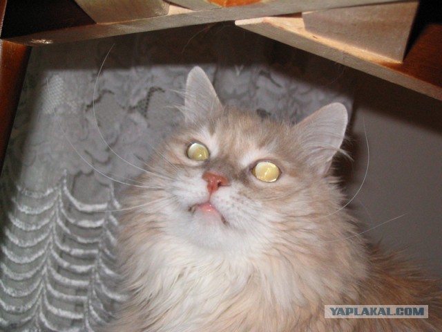 Котовторник 18.03.2014