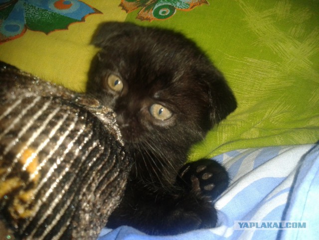 Котовторник  25.03.2014