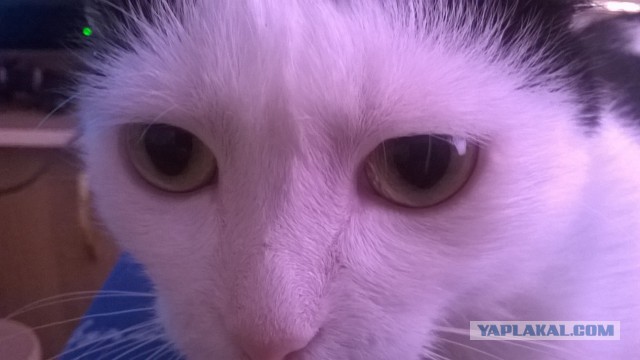 Котовторник  08.04.2014