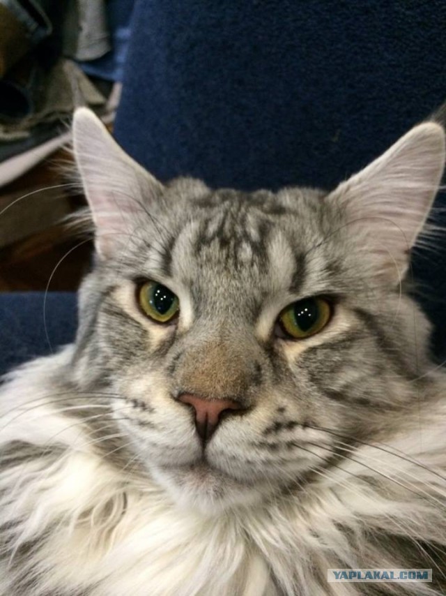 Котовторник 24.06.2014