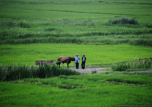 КНДР приоткрыла экспортные ворота для РФ