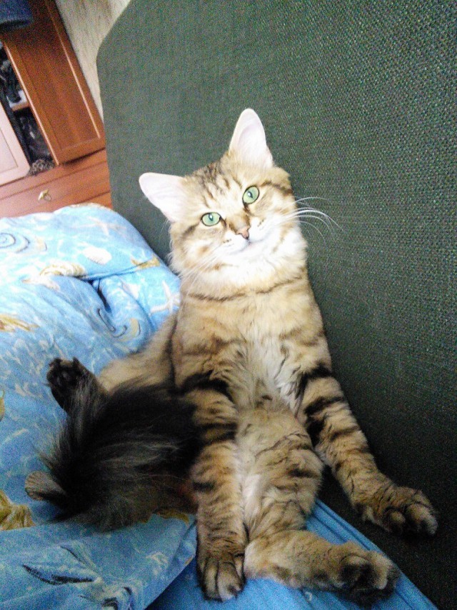 Котовторник 23.09.2014.